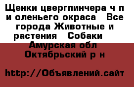 Щенки цвергпинчера ч/п и оленьего окраса - Все города Животные и растения » Собаки   . Амурская обл.,Октябрьский р-н